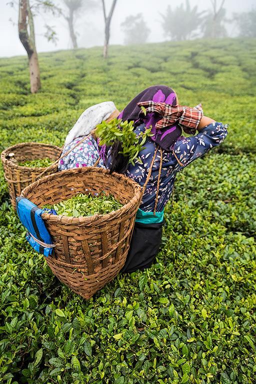Ging Tea House Guest House Darjeeling  Luaran gambar